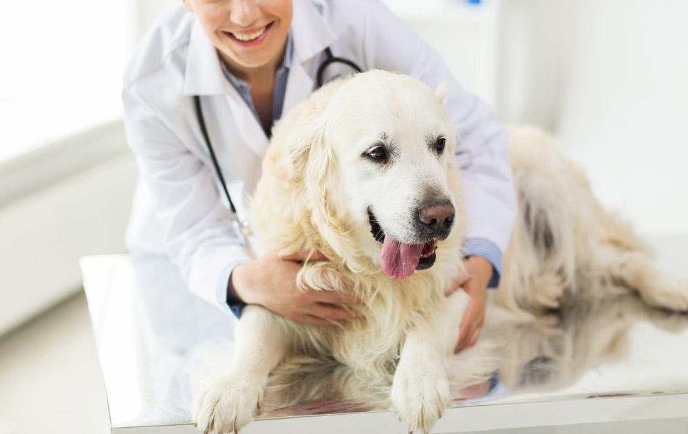 how much are checkups for dogs