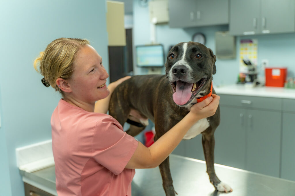 A pittie pants while it stands on the exam table at Magruder Tabb Animal Clinic.